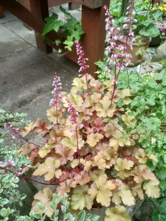 Heuchera ´ROCKIES AMBER´